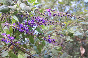 Hardenbergia violacea (Native Wisteria)